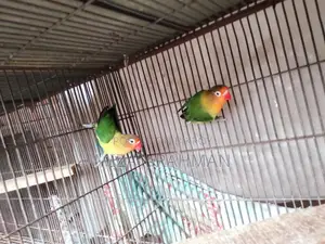 Love Bird Breeding Pair