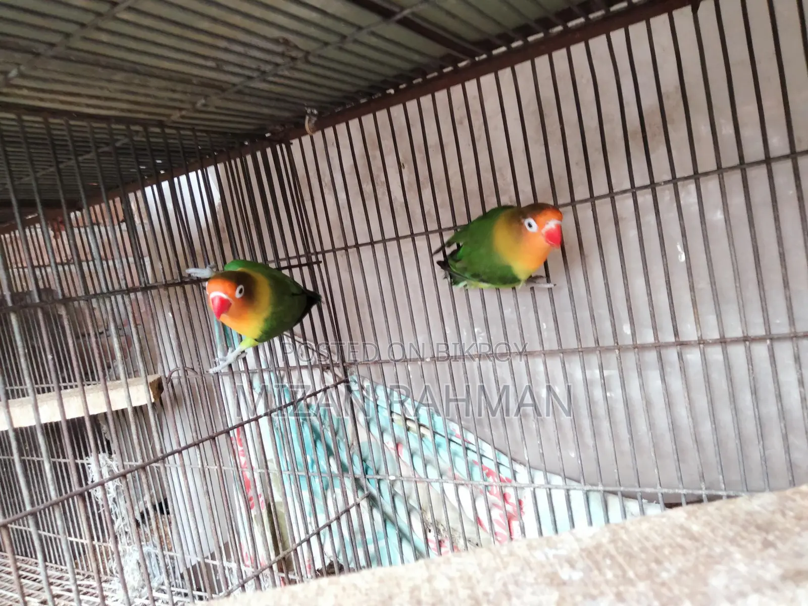 লাভ বার্ড ব্রিডিং পেয়ার