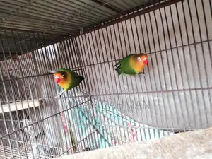 লাভ বার্ড ব্রিডিং পেয়ার