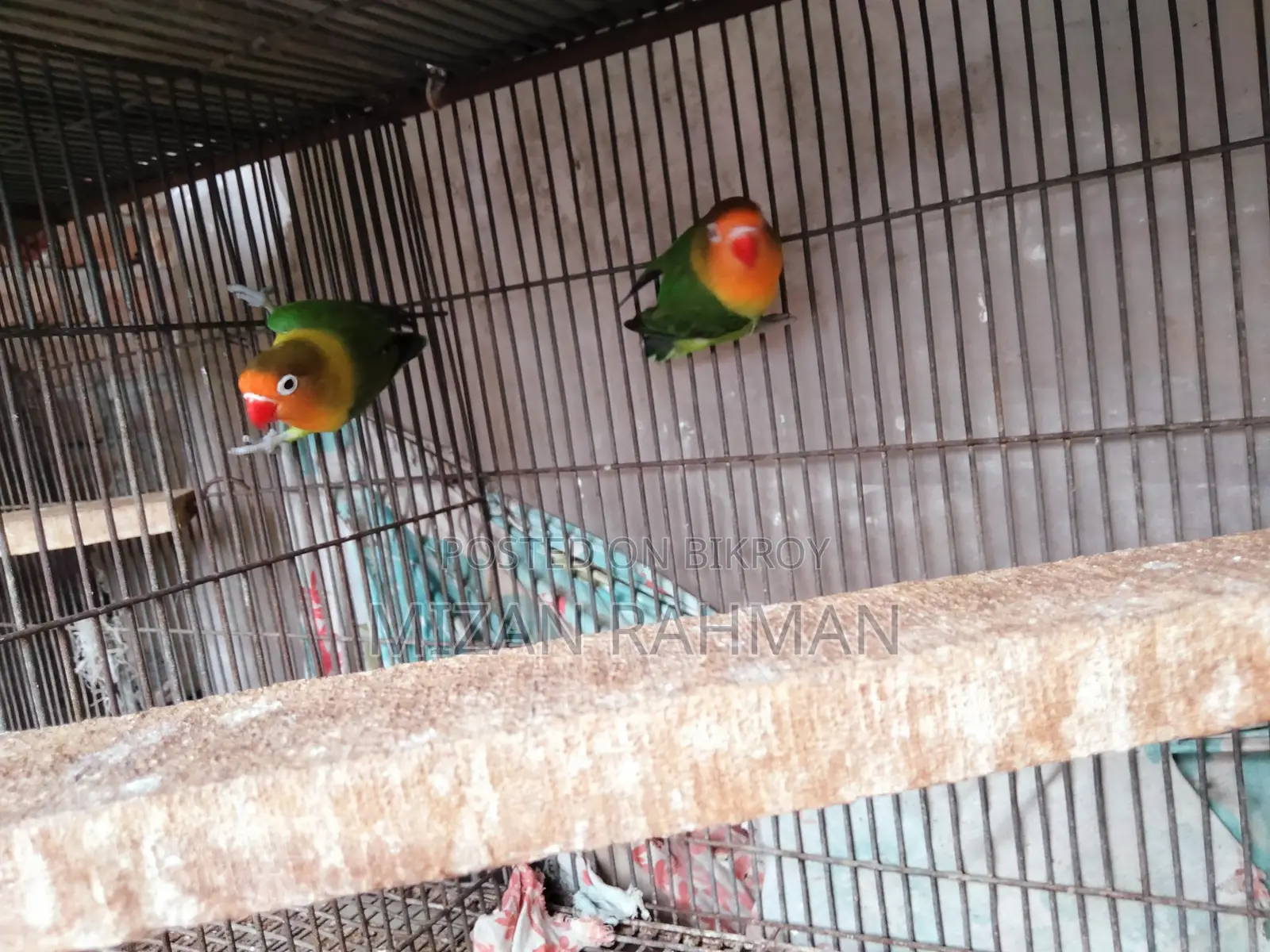 লাভ বার্ড ব্রিডিং পেয়ার