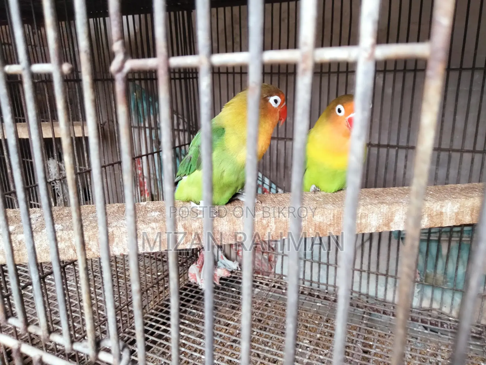লাভ বার্ড ব্রিডিং পেয়ার