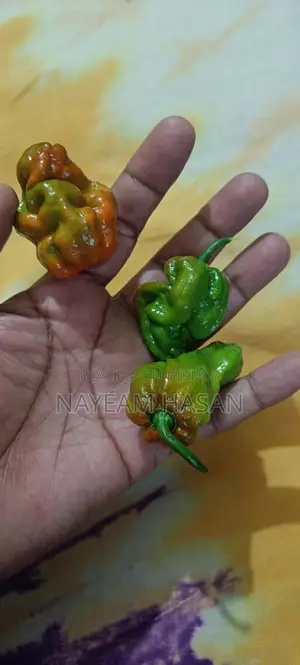 বোম্বাই মরিচ/বাঘ মরিচ