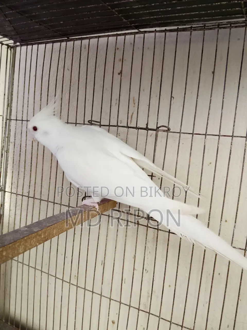 Albino Red Eye Full Tem Kora Cockateel Location Khilgaon