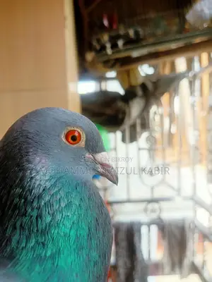 রেসার কবুতর