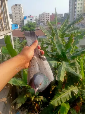 Racer Pigeon