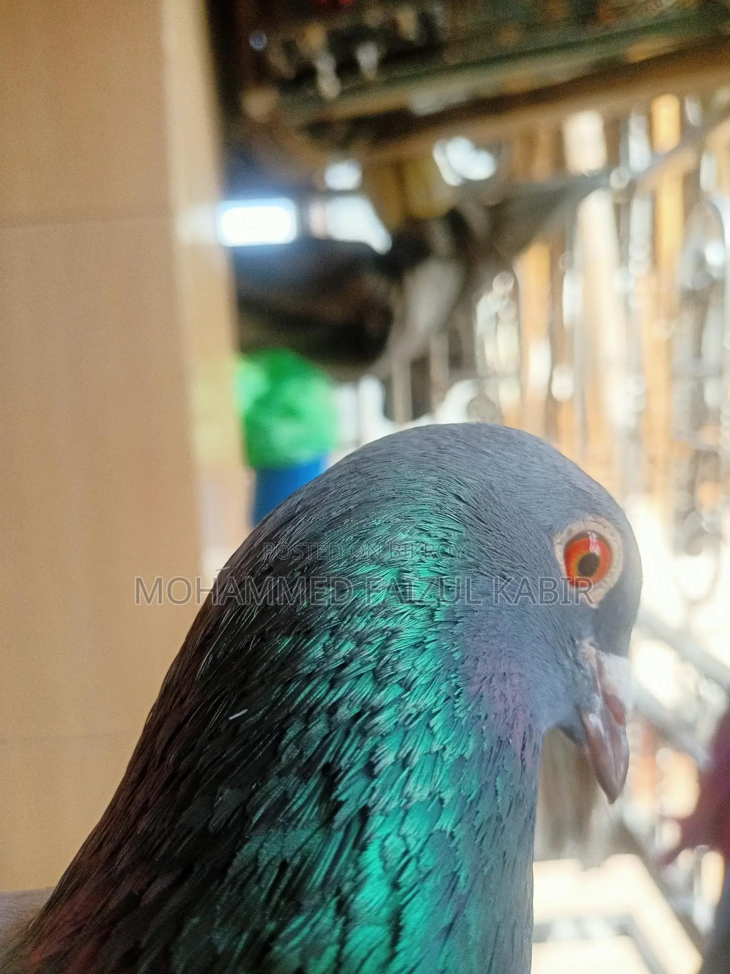 Racer Pigeon