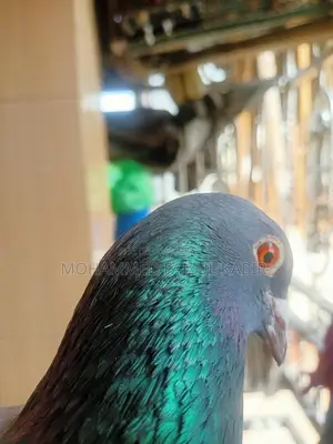 Racer Pigeon