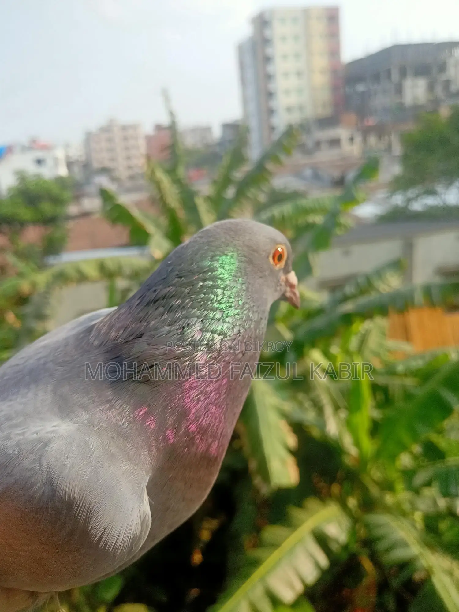 Racer Pigeon