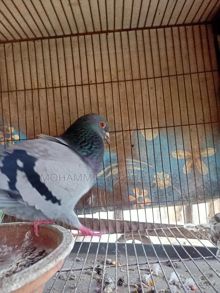 Racer Pigeon