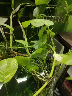 Hanging Plant for Aquarium