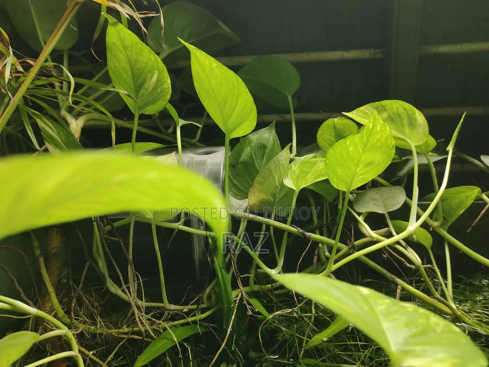 Hanging Plant for Aquarium