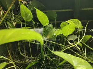 Hanging Plant for Aquarium
