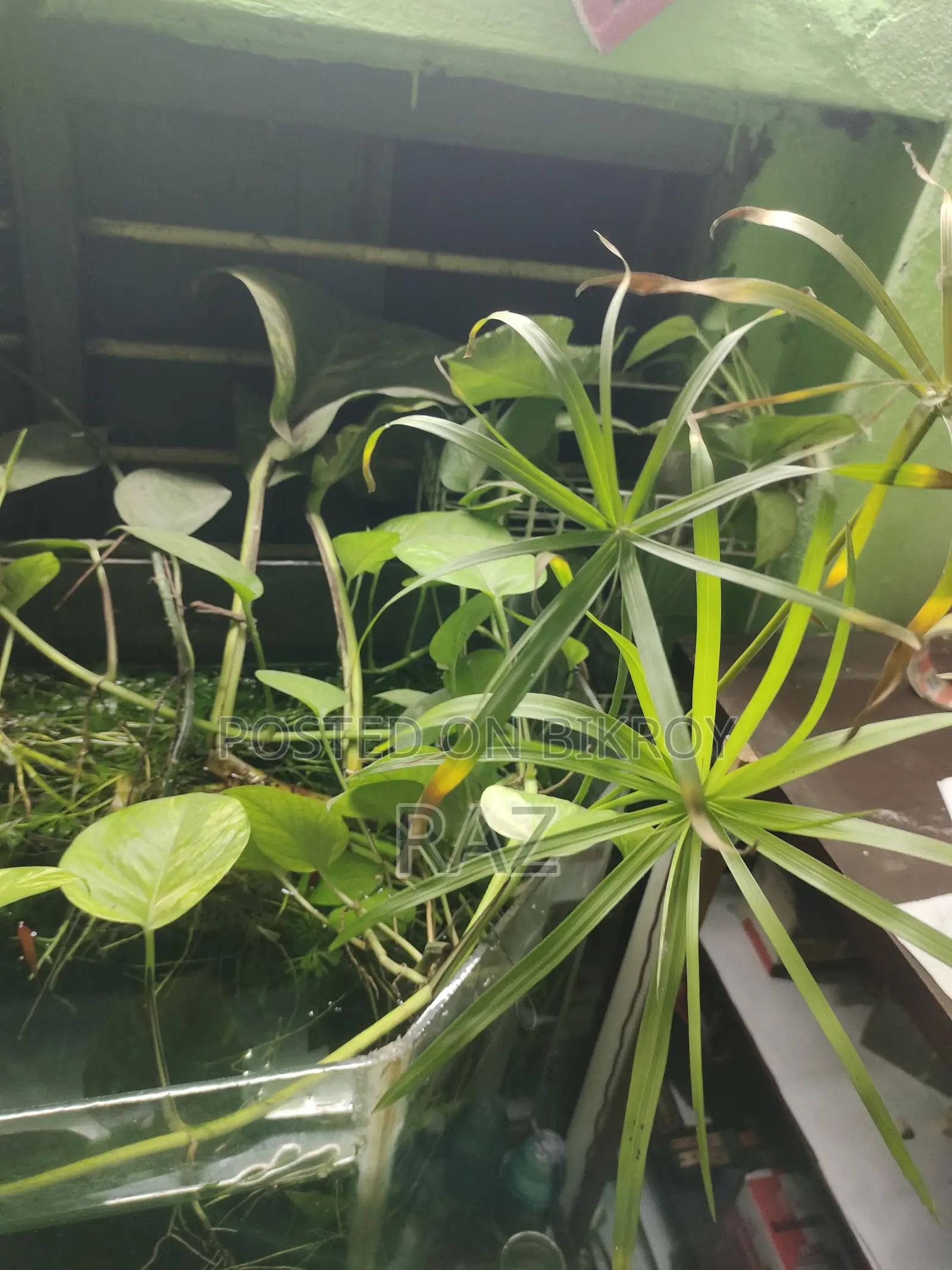 Hanging Plant for Aquarium