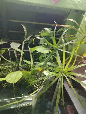 Hanging Plant for Aquarium