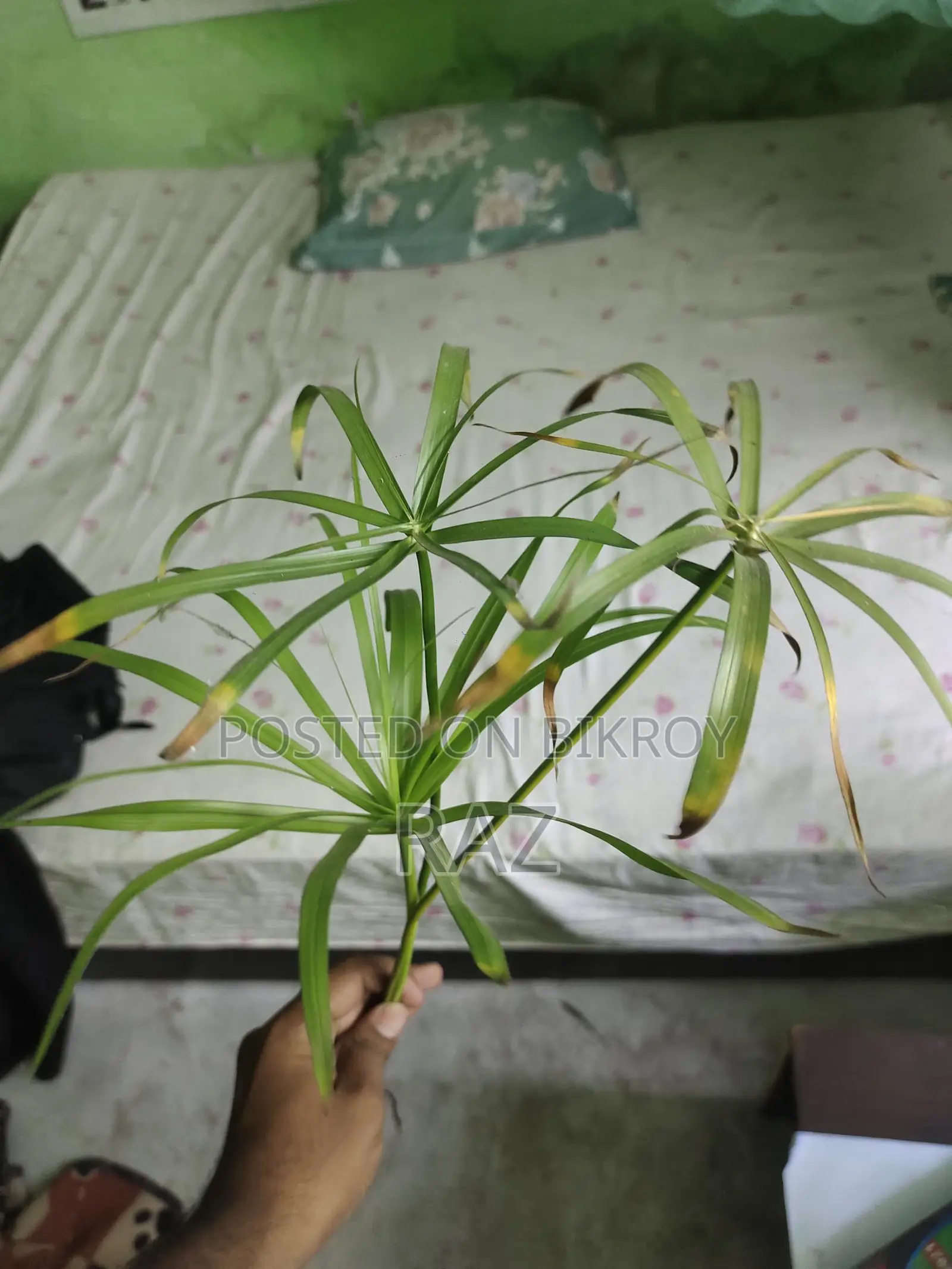 Hanging Plant for Aquarium