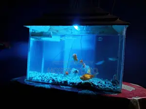 Aquarium + fish