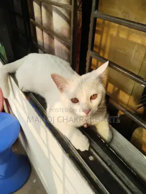 Persian Cat