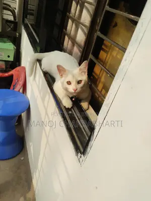 Persian Cat