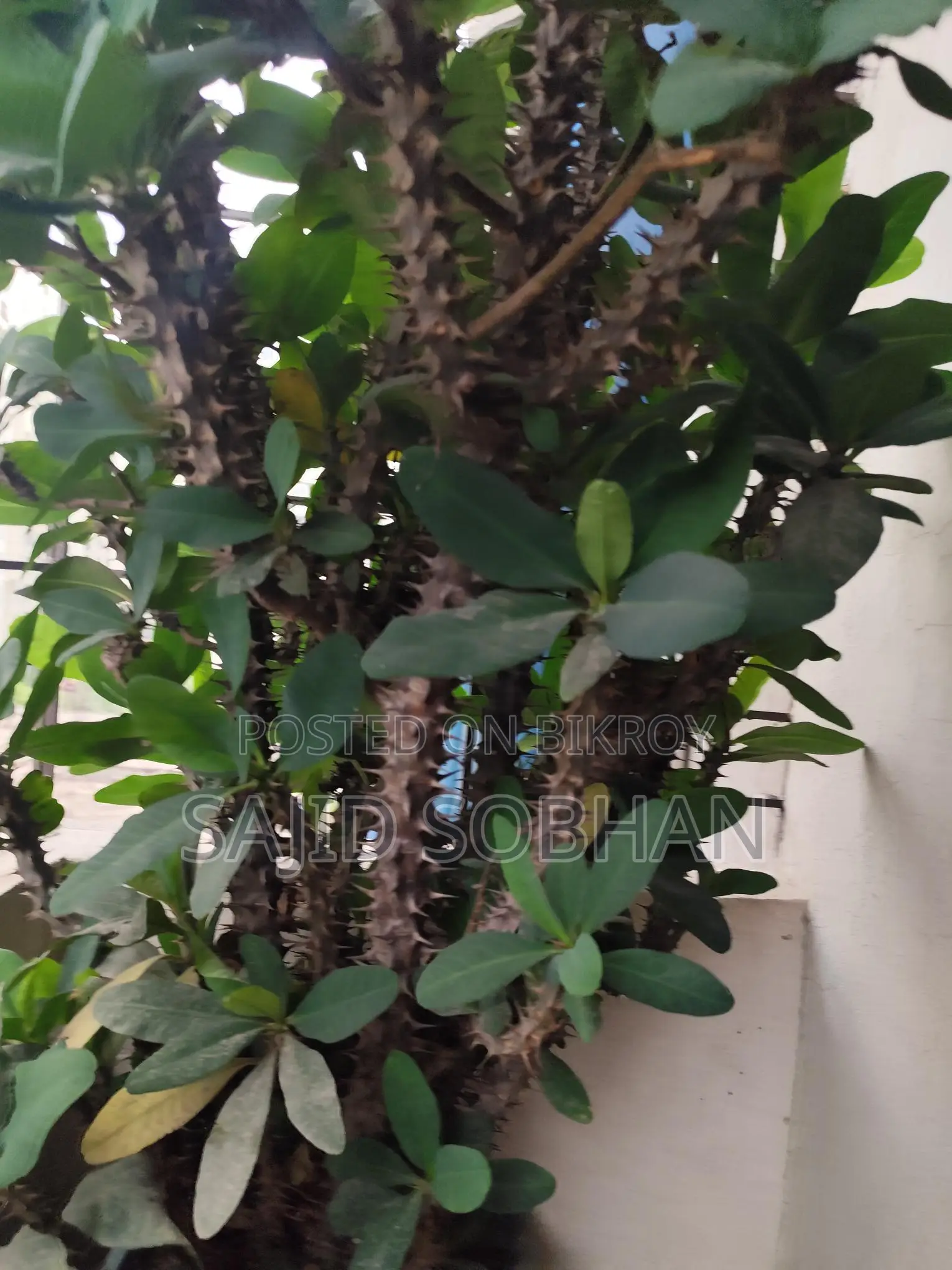 Euphorbia milii - Crown of Thorns