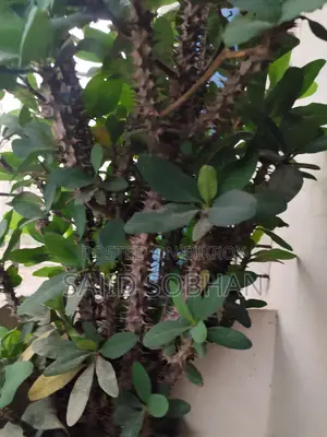 Euphorbia milii - Crown of Thorns