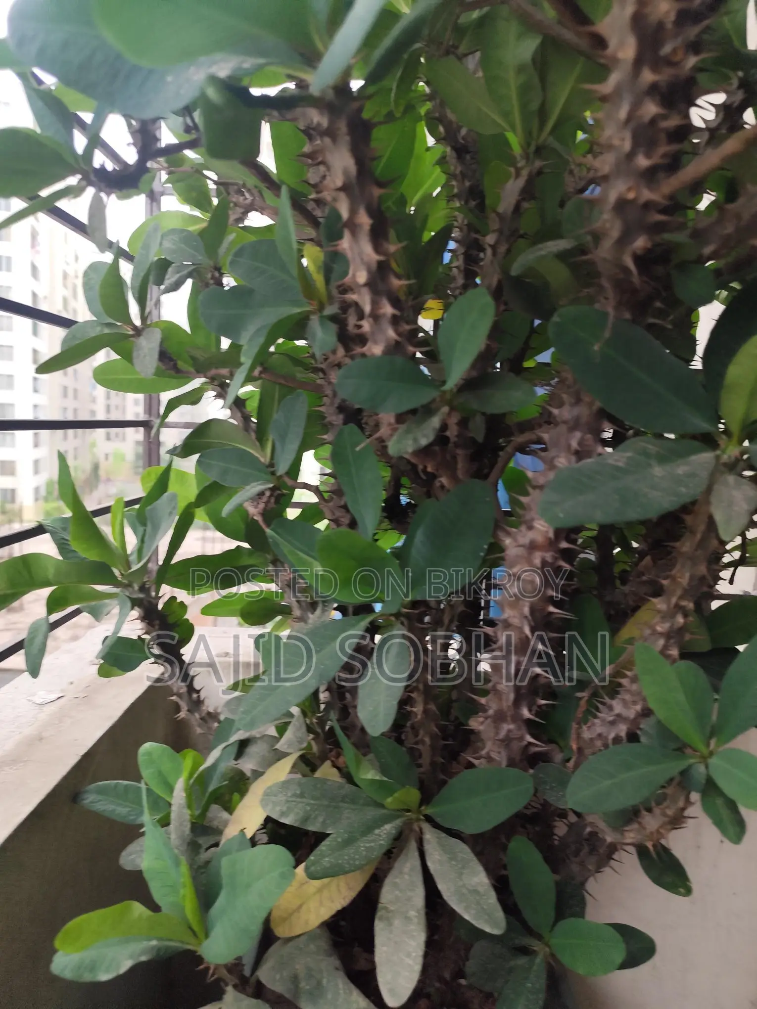 Euphorbia milii - Crown of Thorns