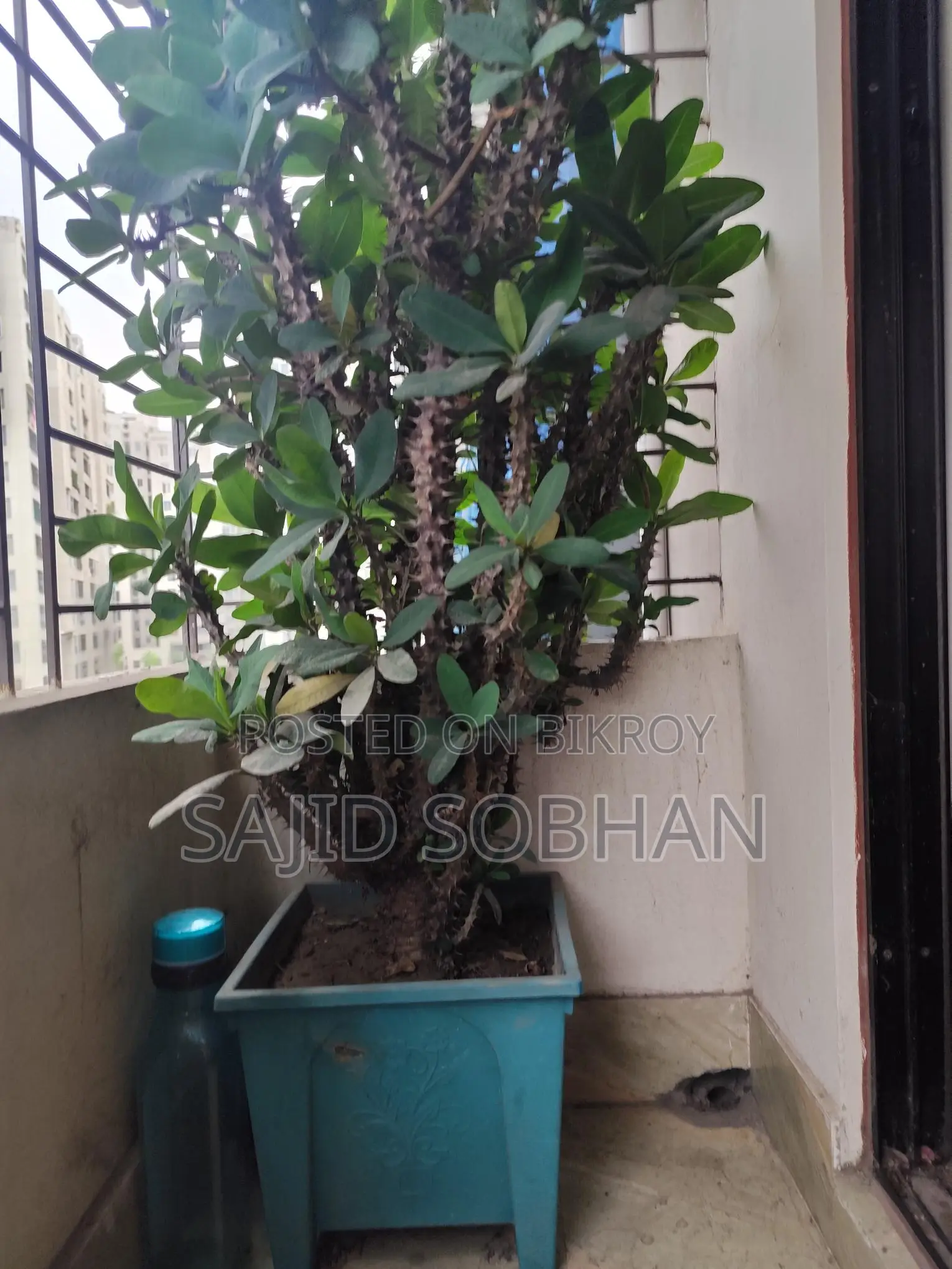 Euphorbia milii - Crown of Thorns