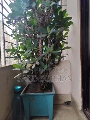 Euphorbia milii - Crown of Thorns