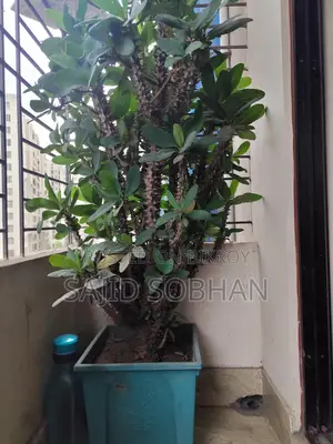 Euphorbia milii - Crown of Thorns