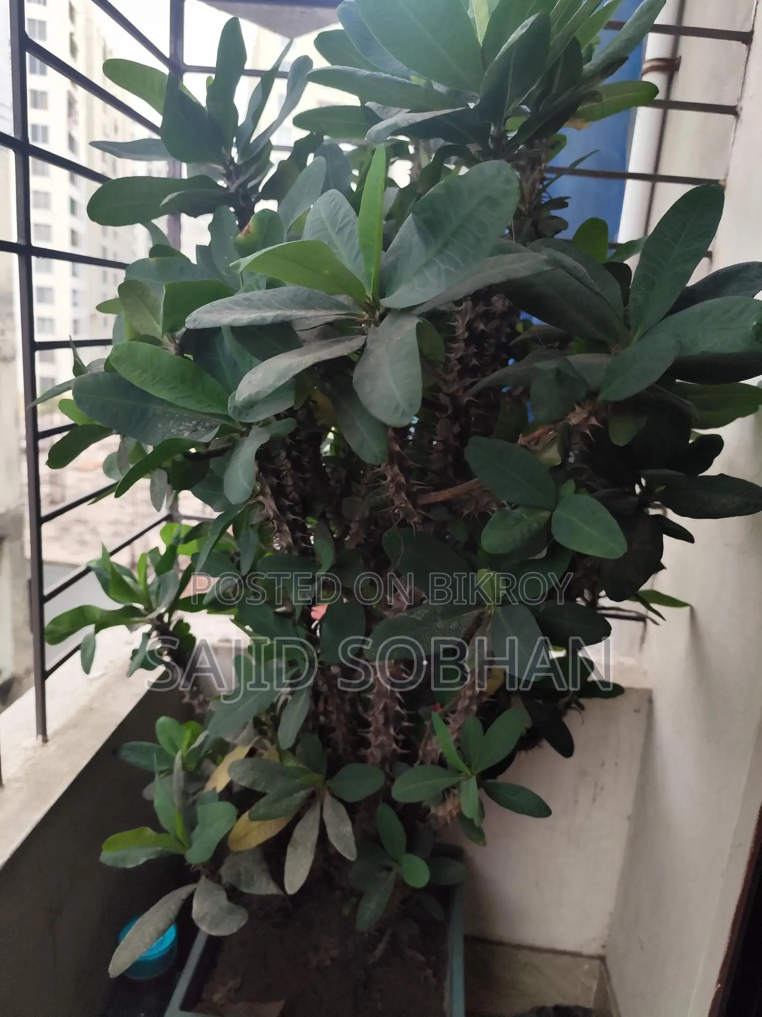 Euphorbia milii - Crown of Thorns