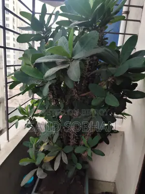 Euphorbia milii - Crown of Thorns