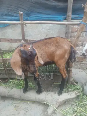 A goat for sale.