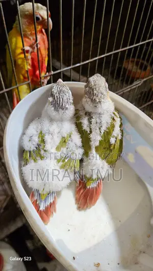 Pineapple Double Red Factor Conure