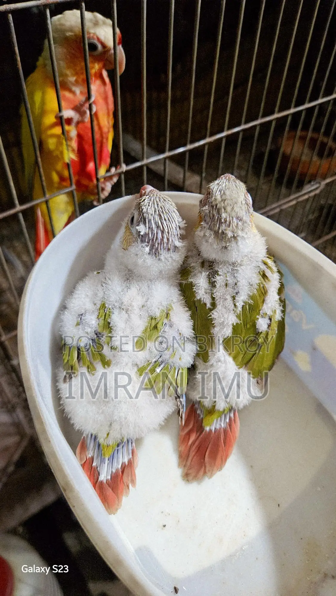 Pineapple Double Red Factor Conure
