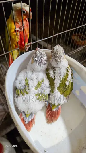 Pineapple Double Red Factor Conure