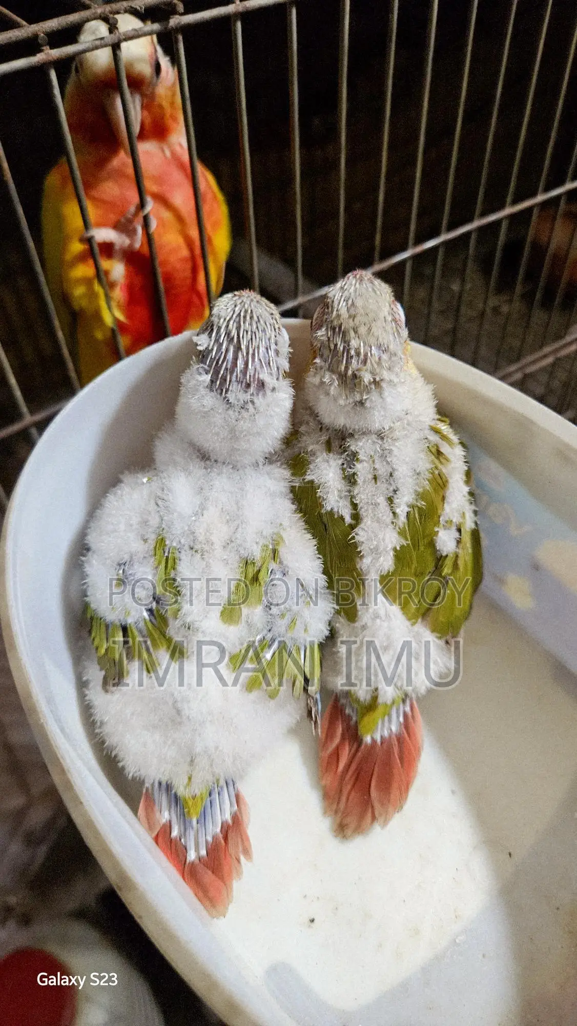 Pineapple Double Red Factor Conure