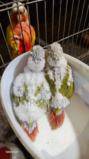 Pineapple Double Red Factor Conure