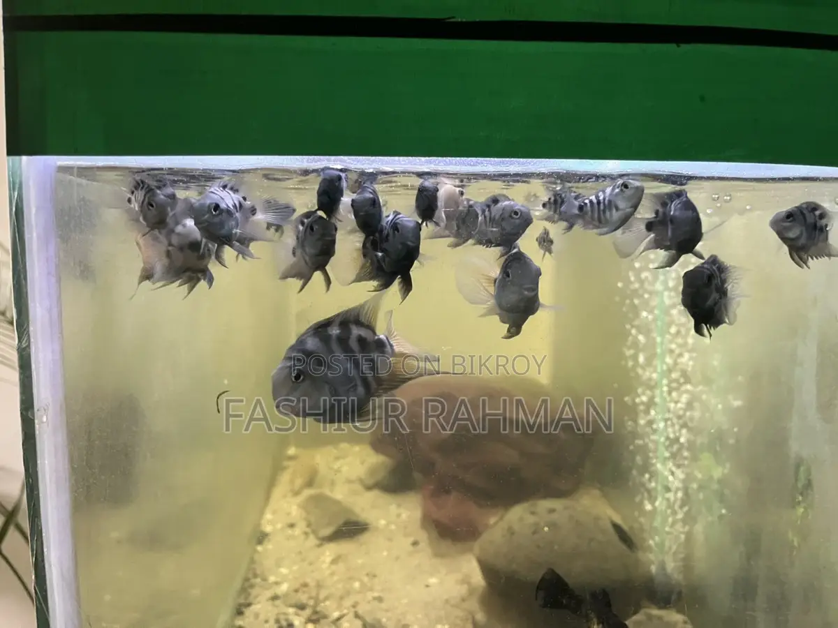 অ্যাকোয়ারিয়াম বিক্রির পোস্ট