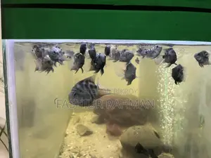 অ্যাকোয়ারিয়াম বিক্রির পোস্ট