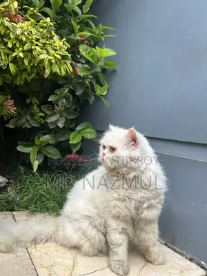 Fresh Cat