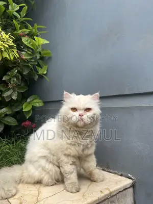Fresh Cat