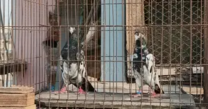 পাকিস্তানি সালেড়া ট্যাডি