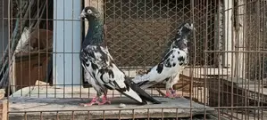 পাকিস্তানি সালেড়া ট্যাডি