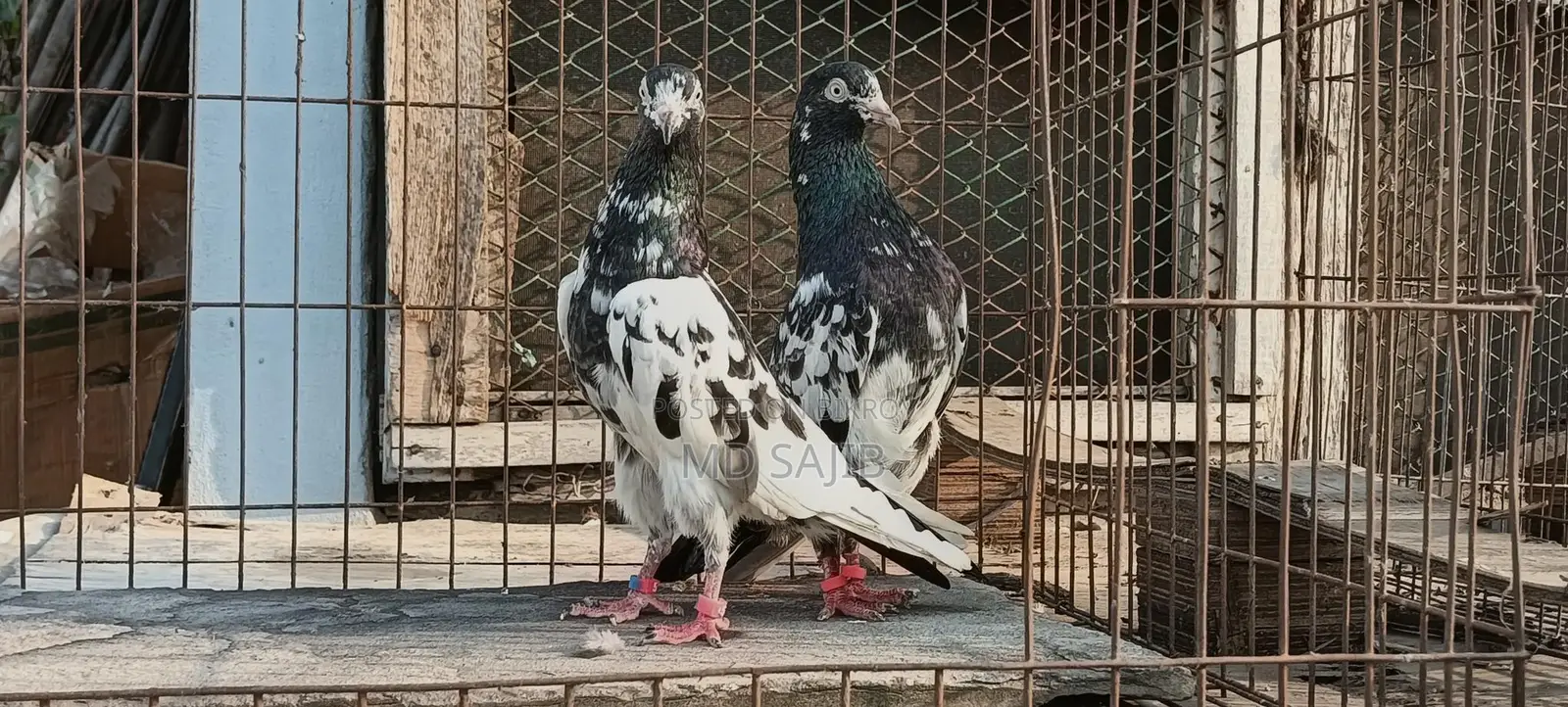 পাকিস্তানি সালেড়া ট্যাডি
