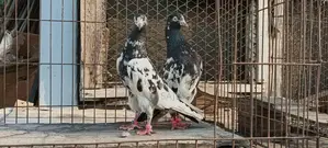 পাকিস্তানি সালেড়া ট্যাডি