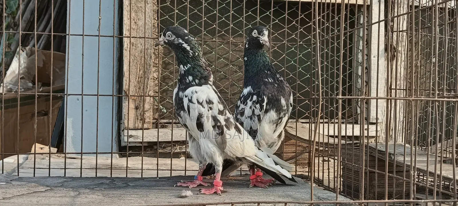 পাকিস্তানি সালেড়া ট্যাডি