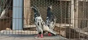 পাকিস্তানি সালেড়া ট্যাডি