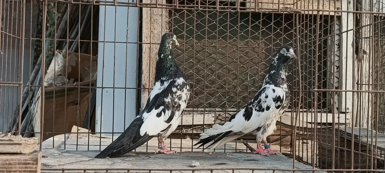 পাকিস্তানি সালেড়া ট্যাডি