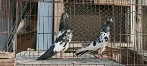পাকিস্তানি সালেড়া ট্যাডি