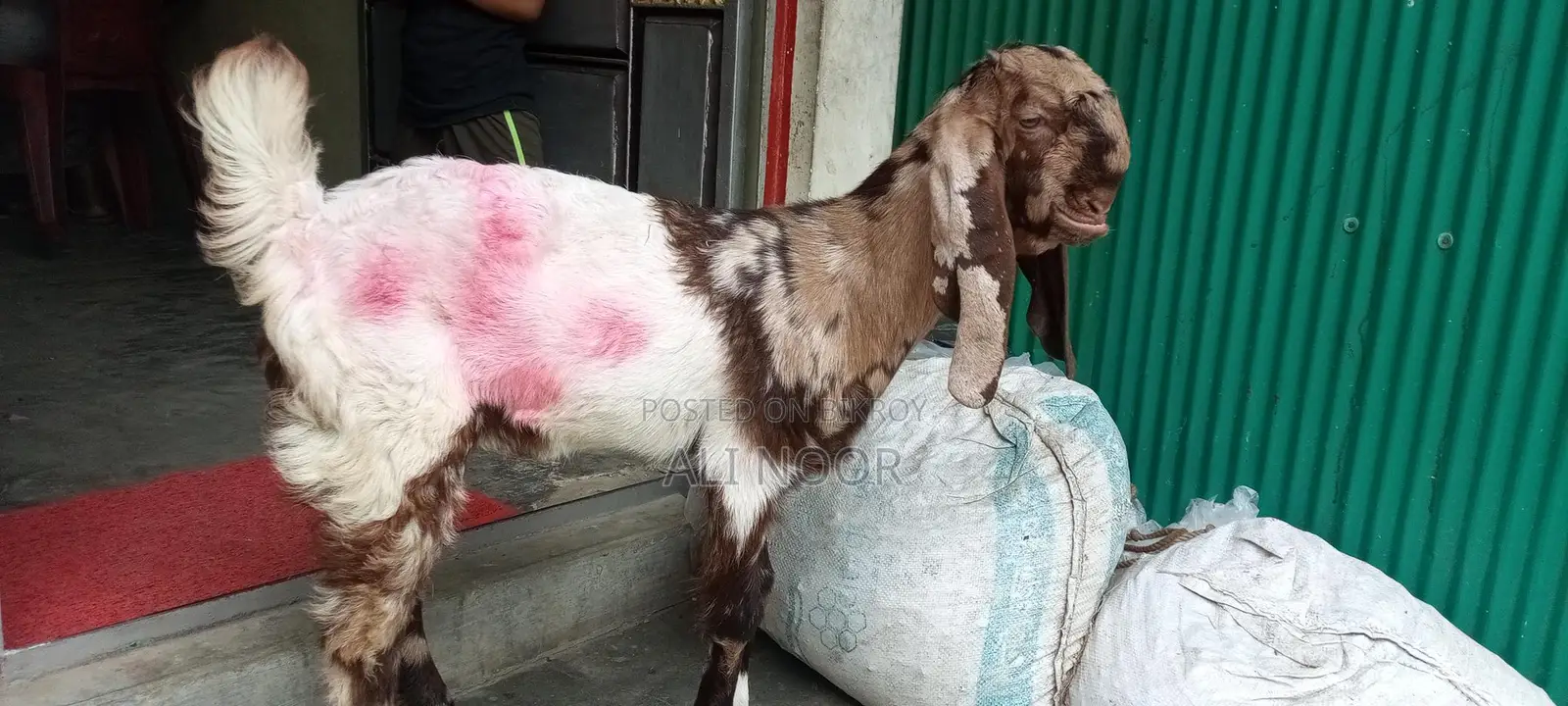 Totapuri Goat