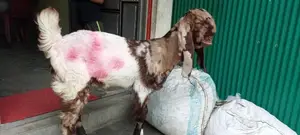 Totapuri Goat